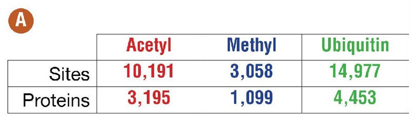 使用免疫亲和蛋白质组学进行PTM肽段的相互作用网络与通路分析